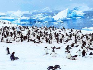 Expedition in Antarctica - the Viking Octantis – NeverStopTraveling