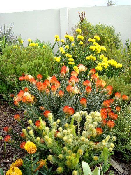 8 best images about fynbos garden on Pinterest | Gardens, Nice and ...