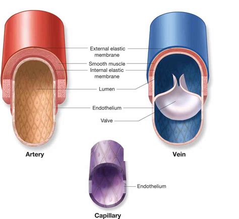 Arteries Veins And Capillaries Structure | MedicineBTG.com