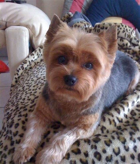 Short haircut | Dog haircuts, Yorkie haircuts, Yorkshire terrier puppies