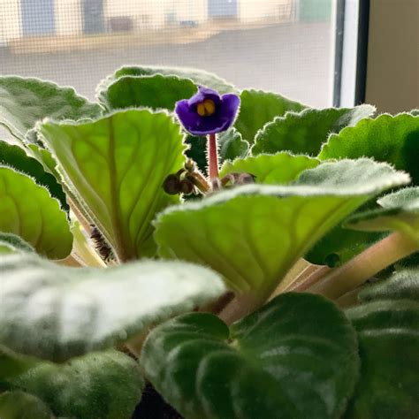 My African Violet bloomed today for the first time since it was gifted to me. : r/houseplants