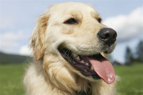 Dog Panting Heavily: Causes, Symptoms, & Treatment | Dutch