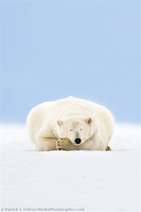 Polar bear sleeping in Alaska's arctic