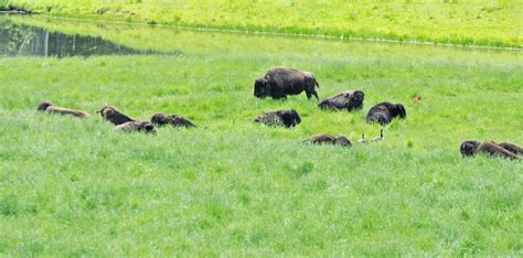 American Plains Bison aka Buffalo (Bison bison bison) herd… | Flickr