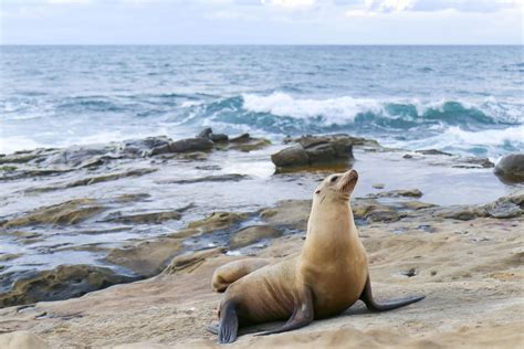 Are Dogs Allowed On Seal Beach