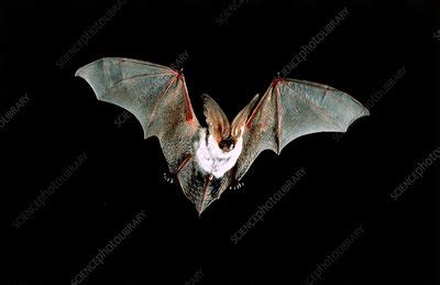 Spotted Bat - Stock Image - Z915/0072 - Science Photo Library