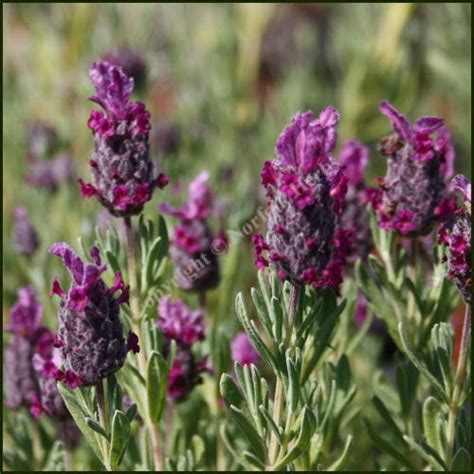 Lavender, French ‘Kew Red’ - Lavandula stoechas - Buy Plants from ...