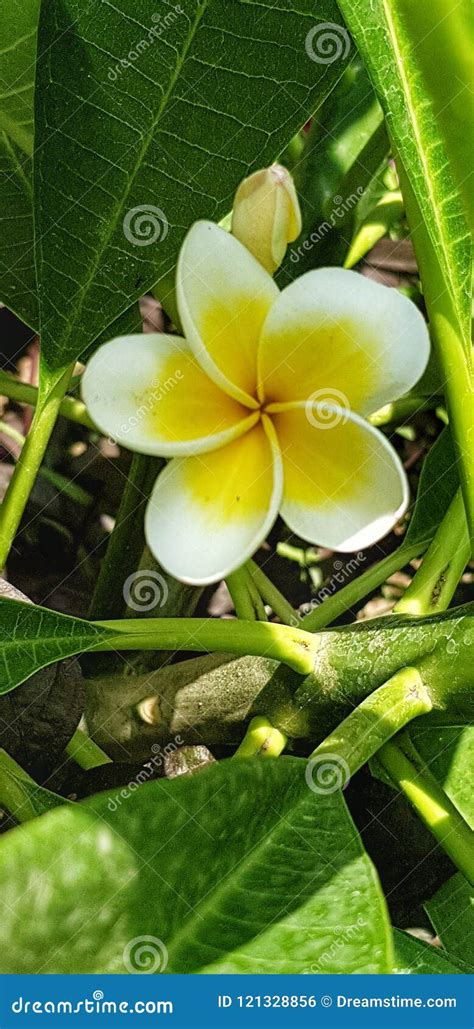 Plumeria alba Flower stock photo. Image of simple, beautiful - 121328856