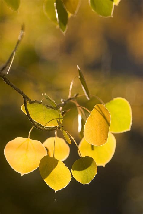 Quaking Aspen Leaves In Fall Backlit Photograph by Phil Schermeister