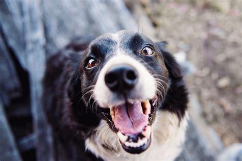 Border Collie Terrier Mix: A Complete Guide - BorderCollieTalk