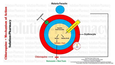 Primaquine Mechanism Of Action