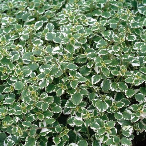 Plectranthus 'Coleoides' Trailing Plug Plants Pack x6 - South Eastern Horticultural