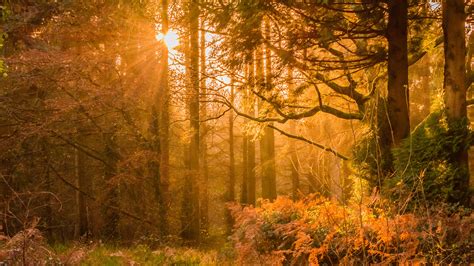 2048x1152 Yellow Sunset Rays In Forest Wallpaper,2048x1152 Resolution HD 4k Wallpapers,Images ...