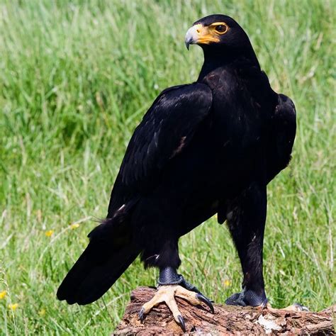 Resultado de imagem para imagens de pássaros grandes | Birds of prey, Pet birds, Wild birds