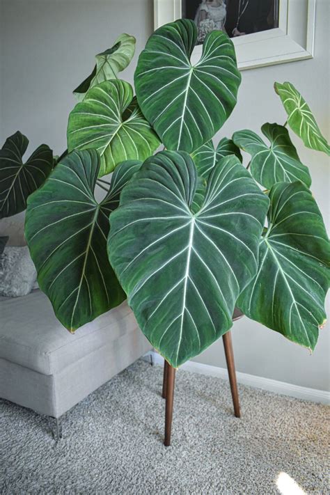 The Best 6 Big Leaf Houseplants for 2023 - Article on Thursd