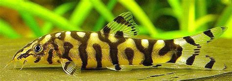 Yoyo Loach: Care | Breeding | Feeding | Cost Guide – Fishkeeping Forever