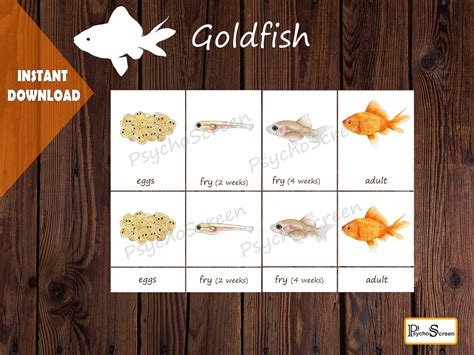 Goldfish Life Cycle