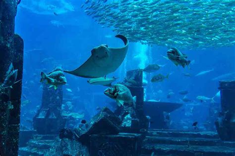 Visit Dubai Aquarium & Underwater Zoo - About Ticket Price, Timings