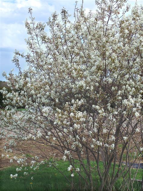 Allegheny Serviceberry Seedlings • Lapeer Conservation District