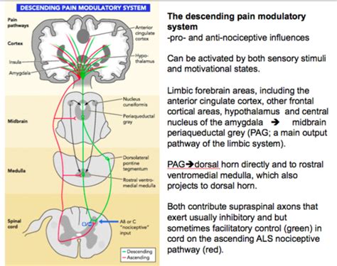 Descending Pain Pathway and Pain Modulation Flashcards | Quizlet