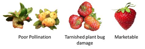 Fancy facts on strawberry pollination | Purdue University Facts for Fancy Fruit