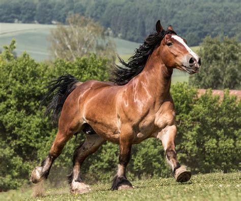 Supporting a Healthy and Shiny Horse Coat