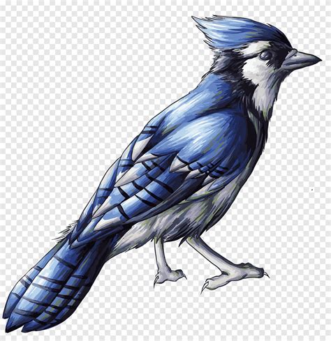 Bird Drawing Blue jay, blue bird, blue, png Material png | PNGEgg