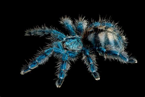 10 Beautiful Photos That Will Make You Love Spiders