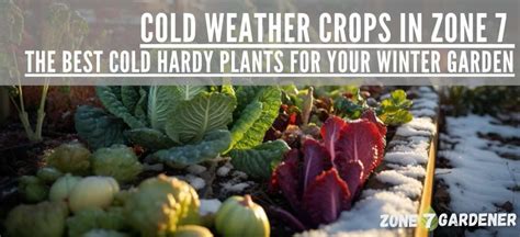 Cold Weather Crops in Zone 7 - Best Cold Hardy Plants for Your Winter ...