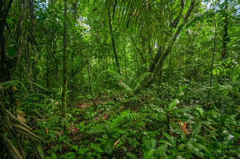 Considerada a região de maior biodiversidade do planeta, o bioma ...