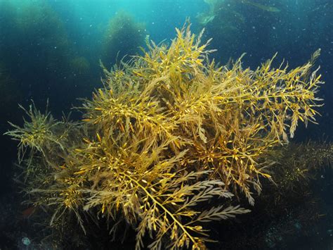 Marine Invasive Species - Channel Islands National Park (U.S. National ...