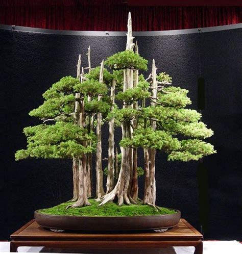 Mới Nhất 33 Top 15 Cây Bonsai Đẹp Nhất Thế Giới - Toplist.Vn Cập Nhập ...