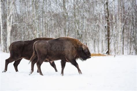 Large Brown Bisons Wisent Running in Winter Forest with Snow. Herd of ...