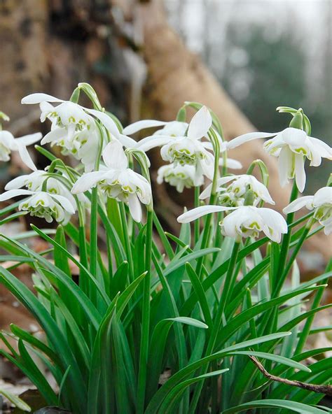 Galanthus nivalis 'Flore Pleno' bulbs (Double Snowdrops) — Buy online at Farmer Gracy UK