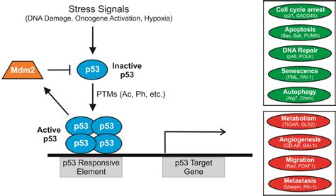 Cancers | Free Full-Text | p53 Acetylation: Regulation and Consequences