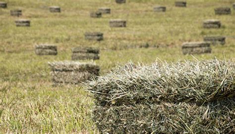 A new day for small square bales | Hay and Forage Magazine