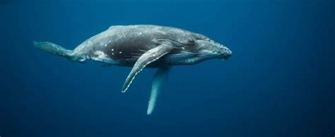 😀 Blue whale digestive system. The Respiratory System of Humans And Whales by Magnus bob on ...