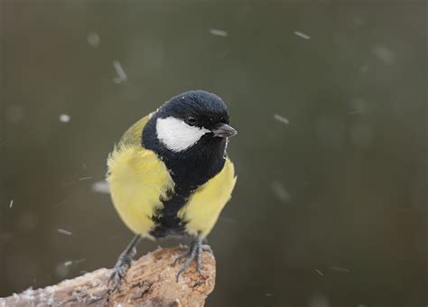 Photo Collection: Passerine, Bird