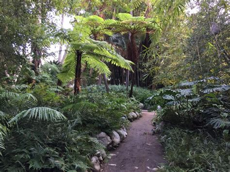 Ferns – Mildred E. Mathias Botanical Garden