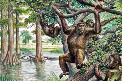 Oreopithecus - an ancient ape