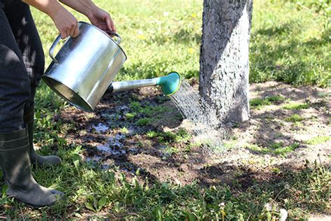 Tips to Effectively Water Your Trees - Hendricksen Tree Care