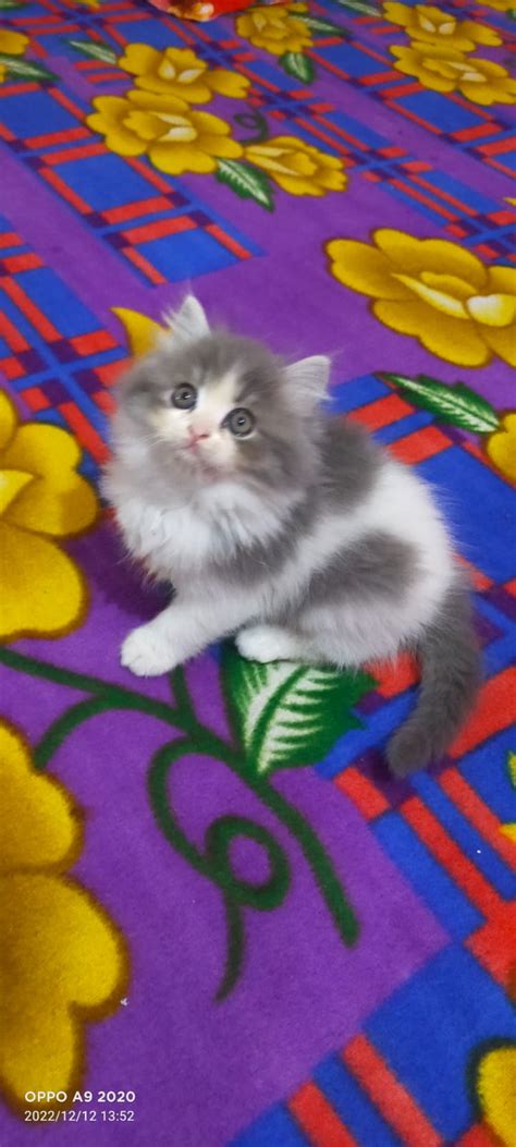 Persian Kittens – Mykitten Breeder Community