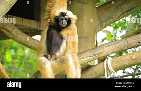 Gibbon habitat Stock Videos & Footage - HD and 4K Video Clips - Alamy