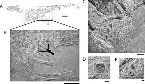 The Early Evolution of Archosaurs: Relationships and the Origin of ...