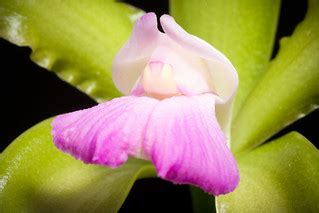 [Brazil] Cattleya tigrina fma. lilacina '#22' A.Rich., Por… | Flickr