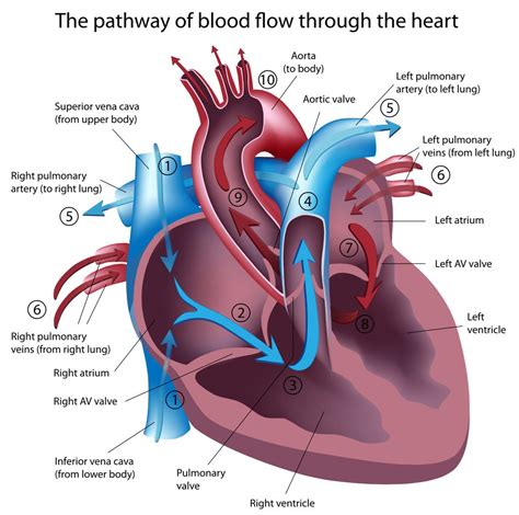 Heart Murmur in Dogs and Cats