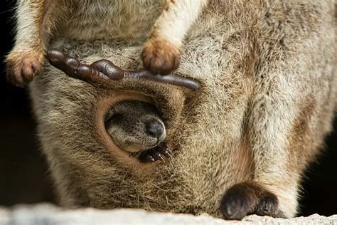 What Does The Inside Of A Kangaroo Pouch Look Like? - Cool Wood ...