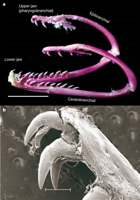 ANGUILLIDAE (SIDHAT - 鳗 - EEL): RAHANG KERONGKONGAN SIDHAT 5 - 咽颌 - Pharyngeal jaw