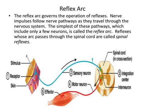 Pathway Of Reflex Arc