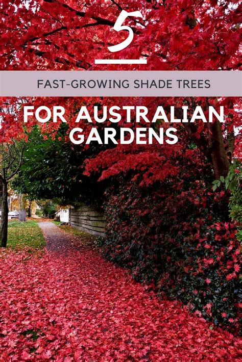 Fast Growing Shade Trees: 5 Varieties To Grow In Australia | Homes To ...